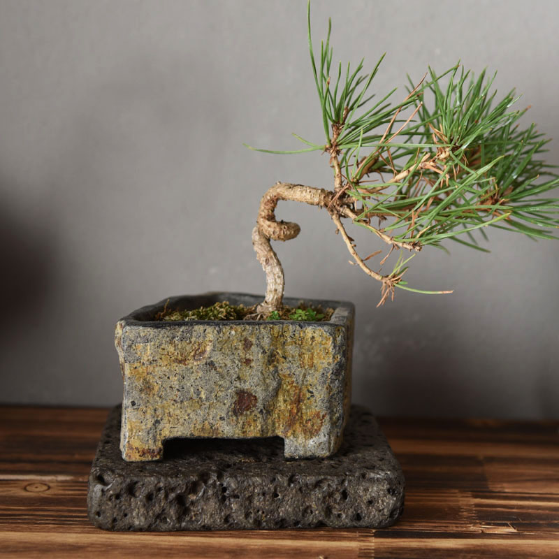 Basalt natuursteen bloempot ha - Bonsai Garden Chinese Garden recensie en prijs