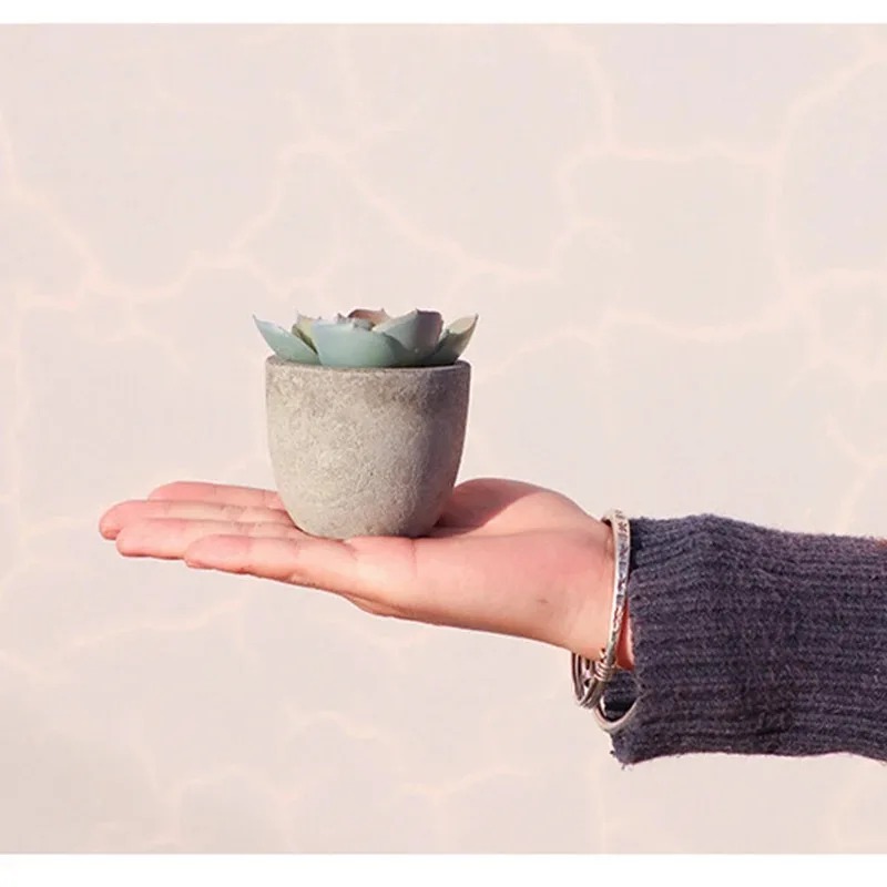 Mini Kunstmatige Aloë Planten  - Bonsai Garden Sushi recensie en prijs
